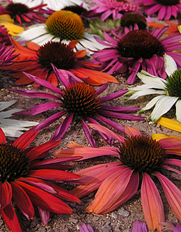 Echinacea - pravá