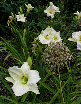 Hemerocallis - levá