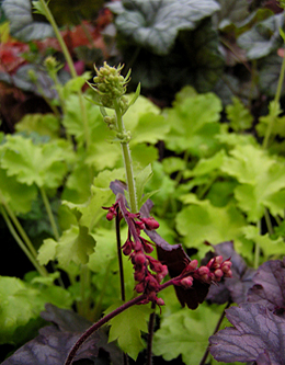 Heuchera - levá