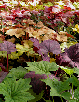 Heuchera - pravá