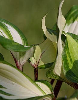 Hosta - levá