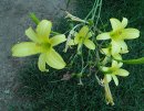 <p>Hemerocallis altissima</p>