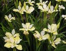 <p>Iris sibirica &acute;Chartreuse Bounty&acute;</p>