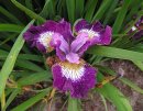 <p>Iris sibirica &acute;Contrast in Styles&acute;</p>