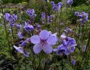 <p>Polemonium &acute;Bressingham Purple&acute;</p>