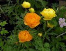 <p>Trollius cvs.</p>