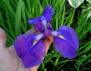 <p>Iris ensata &acute;Purple Parasol&acute;</p>