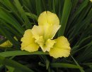 <p>Iris sibirica &acute;Summer Revels&acute;</p>