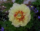 <p>Paeonia Itoh &acute;Garden Treasure&acute;</p>