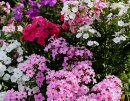 <p>Phlox paniculata a jeho hybridy</p>