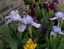 <p>Iris pumila cvs.</p>