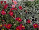 <p>Helianthemum cvs.</p>