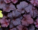 <p>Heuchera ´Obsidian´</p>