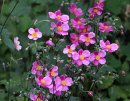 <p>Anemone hupehensis ´Splendens´</p>