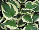 <p>Hosta &acute;Patriot&acute;</p>