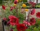 <p>Geum &acute;Flames of Passion&acute;</p>