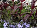 <p>Penstemon ´Husker Red´ et Phlox ´White Perfume´</p>