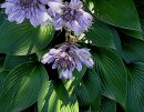 <p>Hosta ´Devon Green´</p>