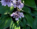 <p>Hosta &acute;Devon Green&acute;</p>